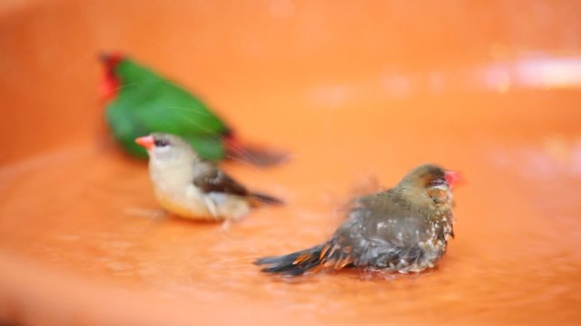 Three multi-colored little birds playing in water