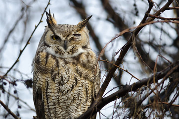 Great Horned Owl with an Injured Eye