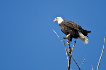 Bald Eagle Hunting From The Tree Top