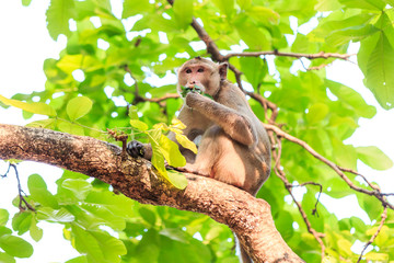 Monkey (Crab-eating macaque) eating leaves on tree in Thailand