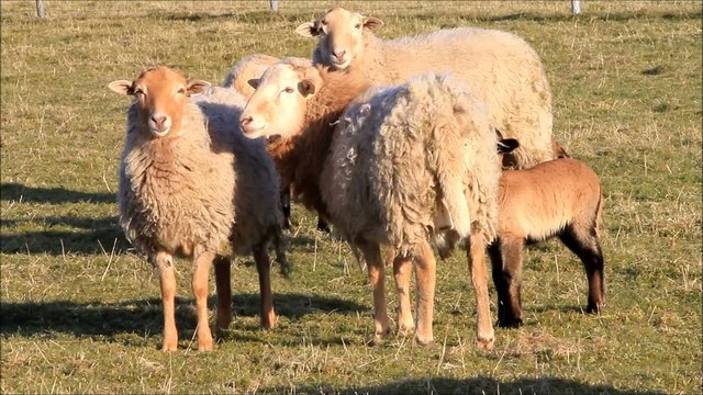 brown sheep, lambs, meadow, spring