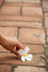 Fototapeta na wymiar flower on the pavement with hand