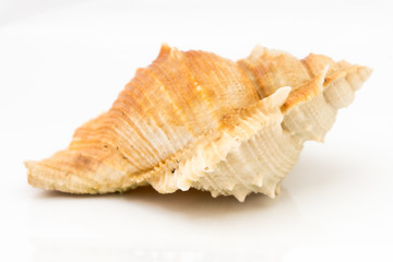 Sea shell