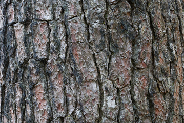 Tree bark texture.