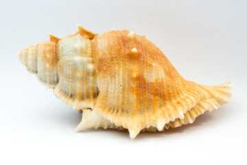 Sea shell