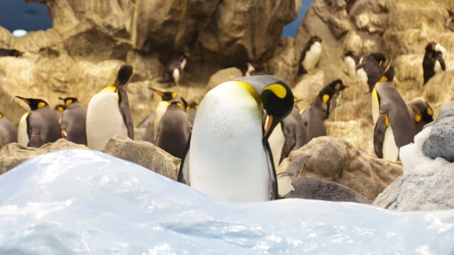 The penguin in zoo
