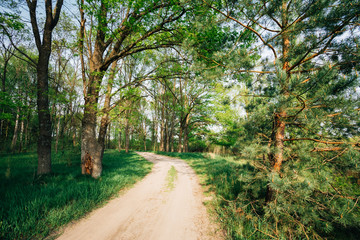 Fototapeta premium Beautiful Green Forest In Summer. Countryside Road, Path, Way, L