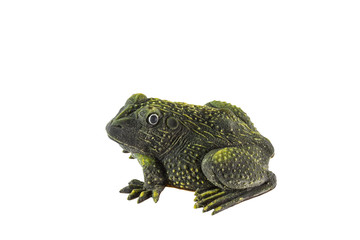 Plastic frog isolated on white background