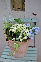 初夏の寄せ植え