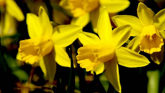 Osterglocken im Frühlingswind