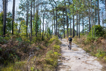 Fototapeta premium Cyclists rides on a gravel road in the middle of a pine forest.