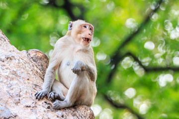 Monkey (Crab-eating macaque) on tree in Thailand