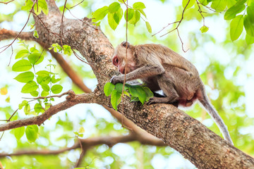Monkey (Crab-eating macaque) on tree in Thailand