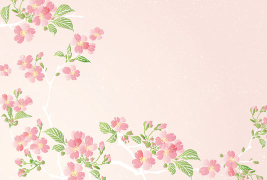 Vector illustration of Cherry blossom flowers with leaves