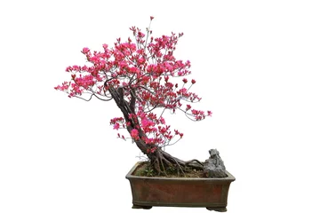 Fotobehang Red azalea bonsai isolated on white background © Aania
