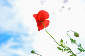 Red poppy (opium) flower
