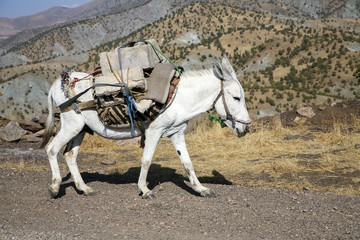 Pack horse