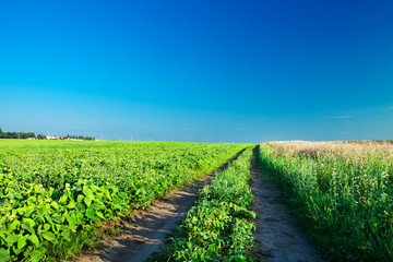 Naklejka premium Green grass under blue sky