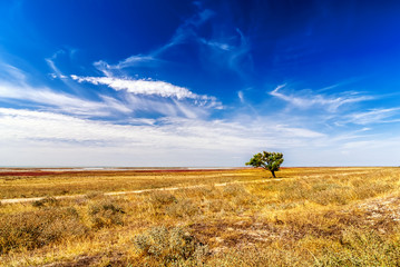 Tree on field