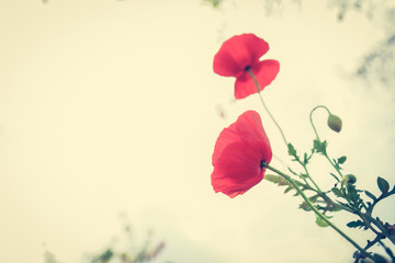 Red poppy (opium) flower - vintage tone