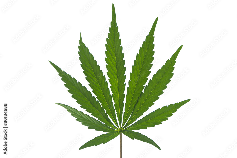 Wall mural a marijuana leaf isolated