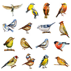 Fototapeta premium collection of birds. watercolor painting
