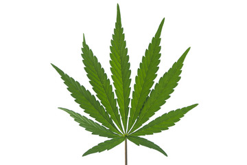 A Marijuana Leaf Isolated