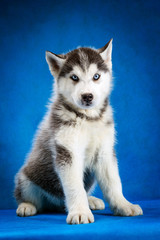 siberian husky puppy studio shoot