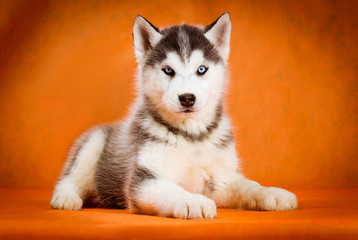 siberian husky puppy studio shoot © tania_wild