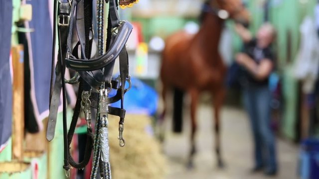 Woman scrubs muzzle of chestnut horse by brush in stable