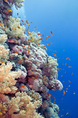 Fototapeta na wymiar coral reef with hard corals and fishes anthias, underwater