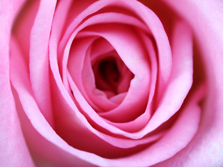 Fototapeta na wymiar Beautiful pink rose close up