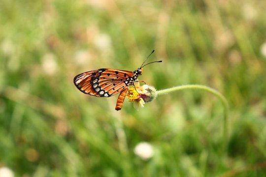 Little orange butterfly on grass flower
