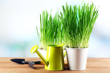 Fresh green grass in small metal buckets, watering can and