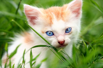 Adorable kitty in grass