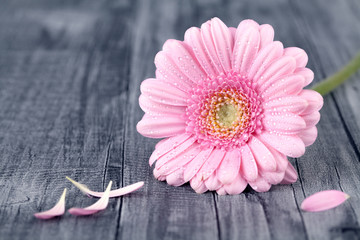 Blume Blumen Gerbera pink Valentinstag Muttertag Holz Hintergrund - obrazy, fototapety, plakaty