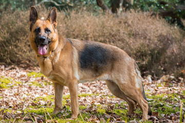 German shepard dog outdoor