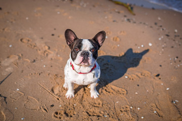 Fototapeta premium Portrait of french bulldog on the beach