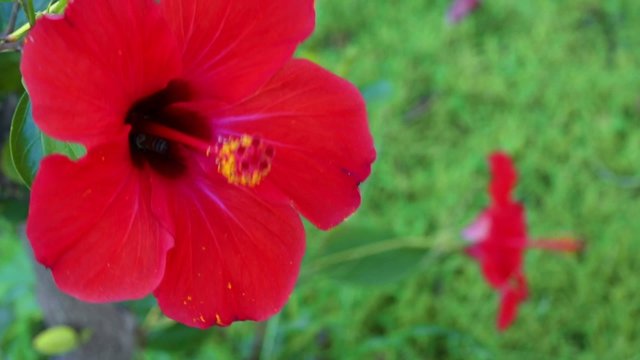 Bee sit on a red flower in the garden with green grass