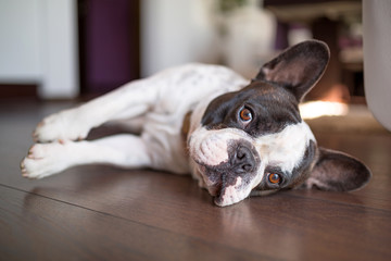 French bulldog lying down on the floor