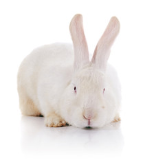 White timid rabbit with red eyes