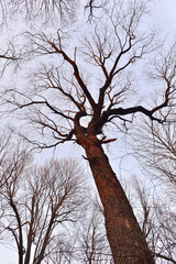 Tree trunk and crown of branches without leaves against the sky