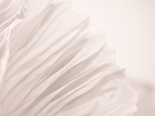 poppy flower (178) papaver