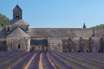 Blooming field of Lavender in front of Senanque, France - 80192010