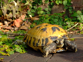 ロシアリクガメ