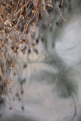 Variety of dried herbs on an old wooden background