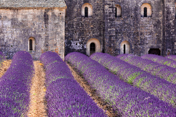 Obrazy na Szkle  Kwitnące pole lawendy przed Senanque, Francja