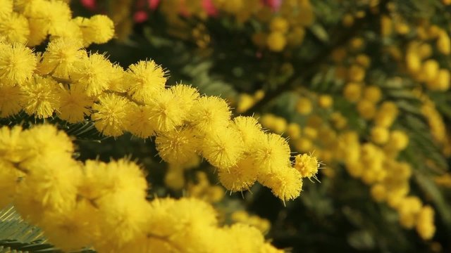 Fiori di mimosa