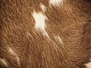cow fur background (31)