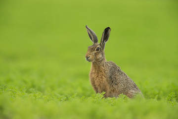 European Brown Hare - Lepus euroaeus